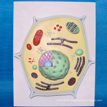 School Teaching Supplies Plant Cell Anatomic Microstructure Model (R180113)